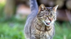 Macska terhesség: kifejezés, jelek és illetékes ellátás